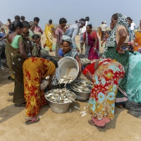 Inde, partage de la pêche sur la plage à Puri - Jean-Pierre NIVET