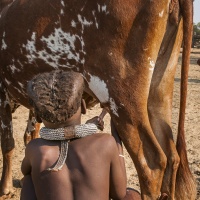 Une traite manuelle (Namibie) - Patrick GALLET