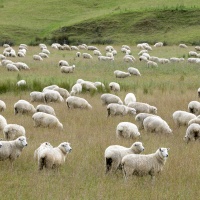 Nouvelle Zélande, moutons au pâturage - Jean-Pierre NIVET