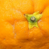 Orange - Patrick Gallet