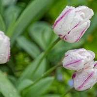 Tulipes elegantes