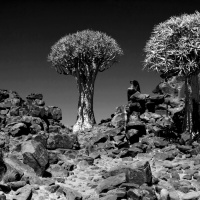 Alain Kurinckx - Arbres à carquois Kalahari