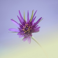 Brigitte Silhol - Mauve