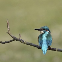 TTTB - Martin-pêcheur_PS_1920