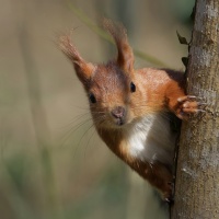 PS_Ecureuil roux_1920