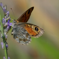 PS 2_Papillon Nemusien_1920