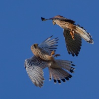 PS_Parade Faucons crécerelles 1920