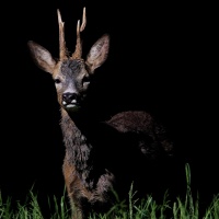 PS Très bien_Chevreuil_1920