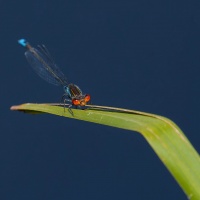 PS_Nymphéa Concours_1920