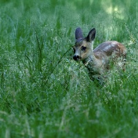 PS 3_TB_Faon de chevreuil_1920