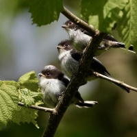 Orite à longue queue bébé_Ps_1920