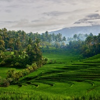 Canon_CO4E6A0515 Rizière f