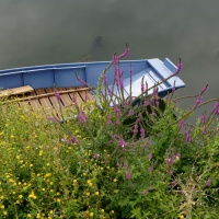 Barque à Coulon
