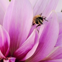 1 Maïa-l'abeille
