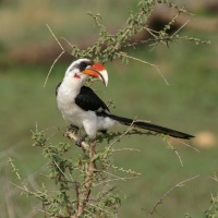 Tanzanie, calao (parc national du Serengeti)