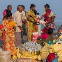 Inde, vente de poissons séchés en bord de route (Gopalpur état d'Odisha)