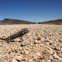 Caméléon crossing Namibie